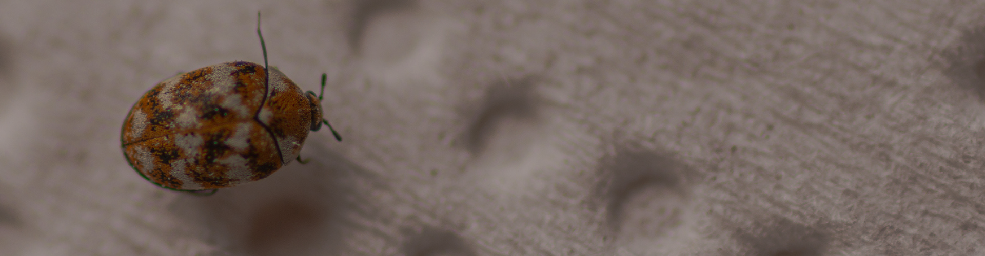 Carpet Beetle Control - Heat Wave Pest