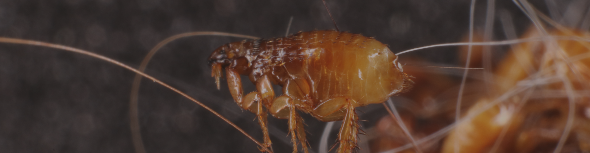 Flea Control Heat Wave Pest