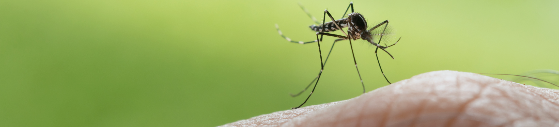 Mosquito Control Heat Wave Pest